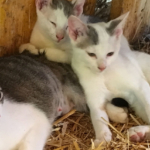 Animali e fattorie Vesime
