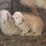 Animali e fattorie Vesime