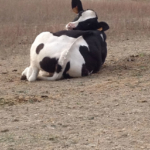 Animali e fattorie Vesime