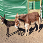Animali e fattorie Vesime
