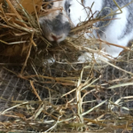 Animali e fattorie Vesime