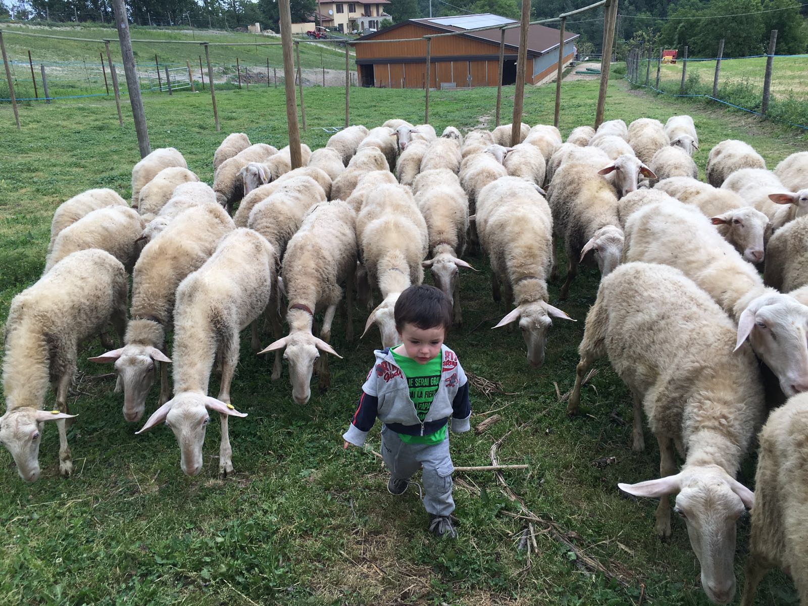 pastore pecore vesime